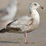 Western Gull